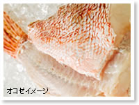 オコゼイメージ